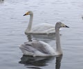 The couple of beautiful white swans on the lake.